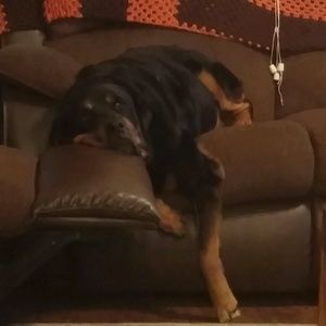 Meet your Posher, Misty